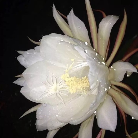 Meet your Posher, Waynell - Picture 7 of 8